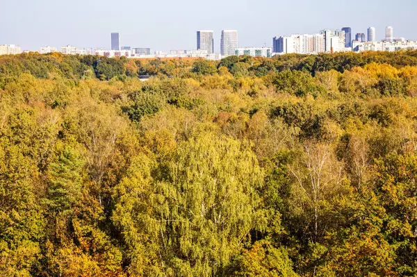 Güneşli bir sonbahar gününde şehir parkındaki renkli orman manzarasının üzerinde ufukta yüksek katlı kentsel evler var.