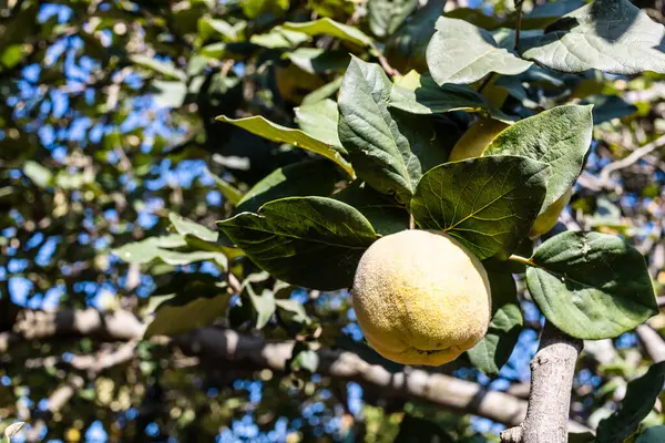 Sarı olgun ayva meyvesi ağaçta. Güneşli bir sonbahar gününde köy bahçesinde yakın plan.