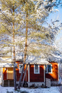 çam ağacı ve küçük ahşap kulübe kış günü köyün karlı bahçesinde