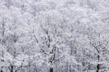 Karla kaplı meşe ağaçlarının üzerinde. Şehir parkında kış günü kar yağarken.