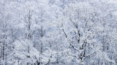 Şehir parkındaki karlı meşe ağaçlarının panoramik manzarası. Kış alacakaranlığında kar yağışı.