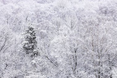Şehir parkındaki ormandaki karlı ağaçların üstünde kış günü kar yağarken.