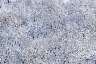 Kış günü kar yağdıktan sonra şehir parkındaki karlı ağaçların manzarasının üstünde.
