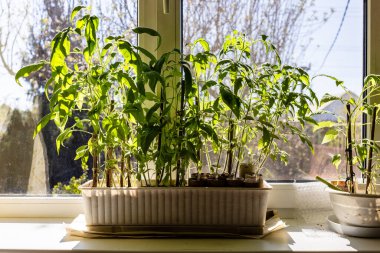 Domates filizleri, sabahları bahçeye dikmeden önce evdeki pencere eşiğinde büyüyen güneş tarafından yakılıyor.