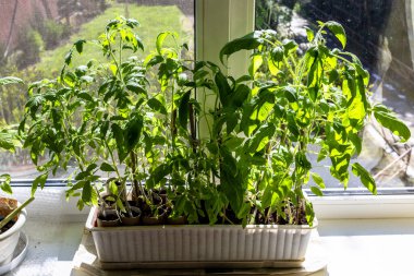 Güneşli domates, sabahları bahçeye dikmeden önce pencerenin kenarındaki kutuda güneşlenir.