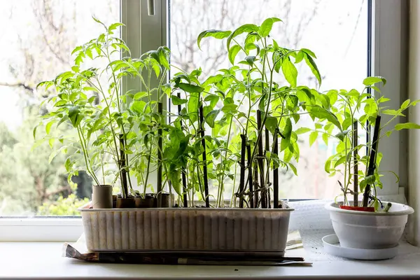 Domates filizleri, sabahları bahçeye dikmeden önce pencere eşiğinde büyür.
