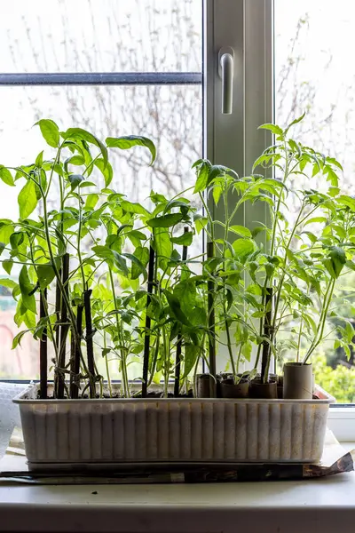 Sabah bahçeye dikmeden önce domates filizleri olan bir kutu.