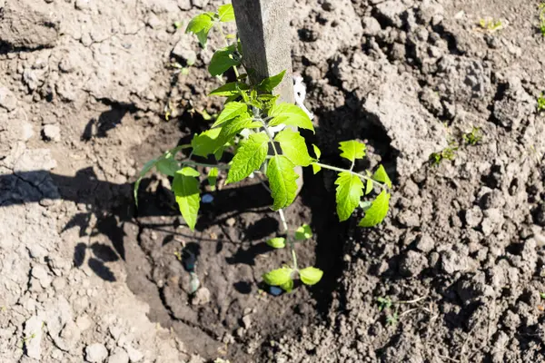 Güneşli bahar gününde sebze bahçesinde ahşap destekli domates fidelerinin üst görüntüsü