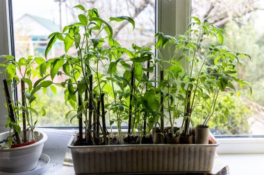 Domates filizleri, güneşli bir sabahta bahçeye dikmeden önce evdeki pencere eşiğinde büyür.