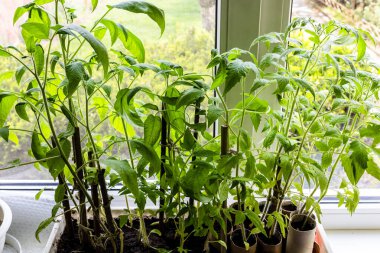 Sabah bahçeye dikmeden önce evdeki pencere eşiğinde büyüyen domates filizlerinin üzerinde.