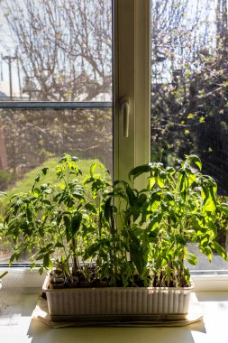 Domates filizleri, sabahları bahçeye dikmeden önce evdeki pervazda büyüyen güneş tarafından yakılıyor.