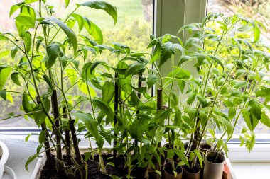 Sabah bahçeye dikmeden önce evdeki pencere eşiğinde büyüyen domates filizlerinin üzerinde.