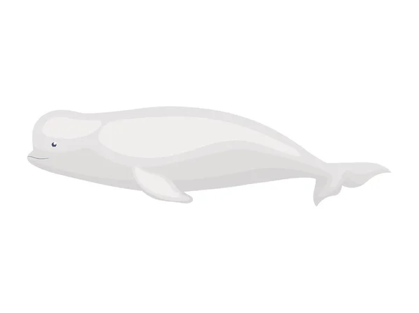 Diseño Beluga Gris Sobre Blanco — Vector de stock