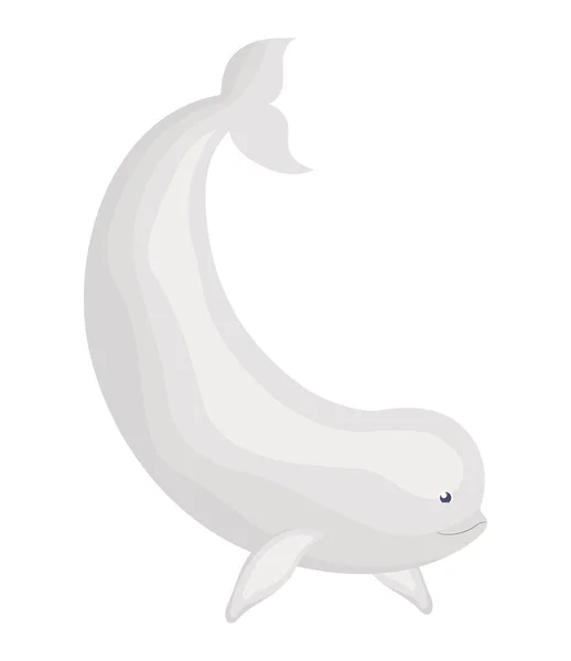 Bonito Beluga Design Sobre Branco —  Vetores de Stock
