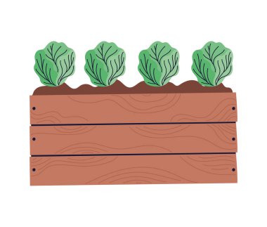 cabbage garden design over white