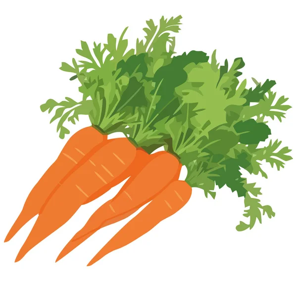 新鲜的有机胡萝卜和欧芹沙拉加白菜 — 图库矢量图片