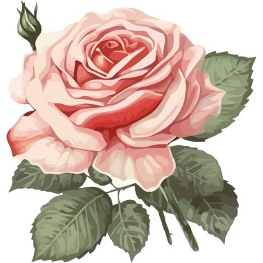 Beyaz üzerine taze şakayık çiçeği buketi.