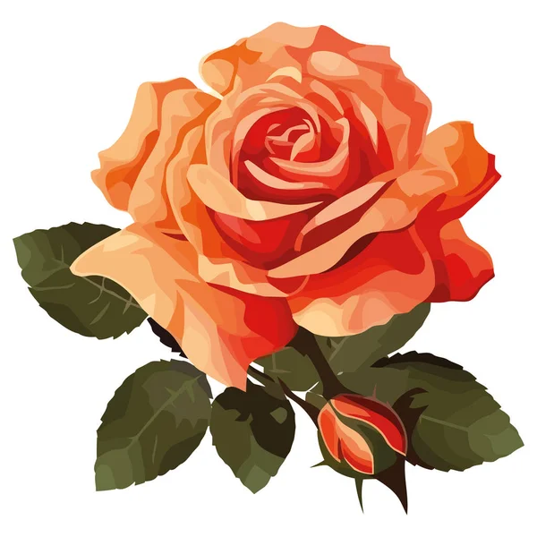 Fresh Rose Blossom Bouquet White — Stock Vector