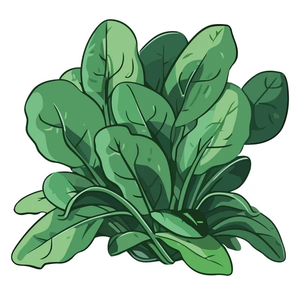 新鮮な緑のハーブの葉は白い上にサラダを飾る — ストックベクタ