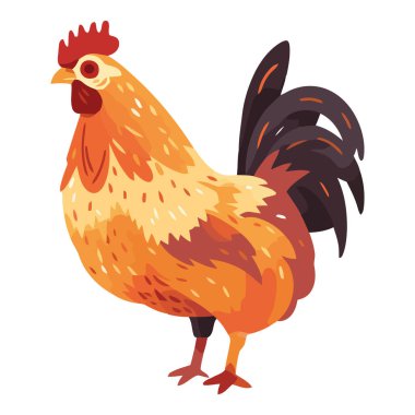 Beyaz yerine renkli tavuk tasarımı