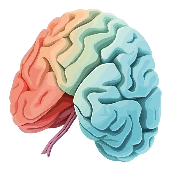 Ludzka Anatomia Mózgu Nad Białym — Wektor stockowy