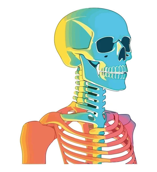 Human Skull Design White — Image vectorielle