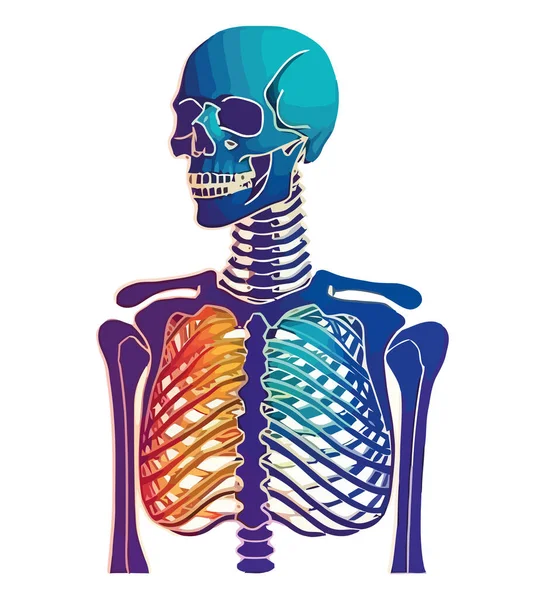 人体骨骼在白色上的解剖 — 图库矢量图片