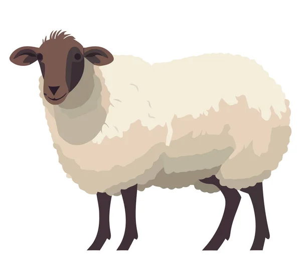 白草地上的小羊放牧地 — 图库矢量图片