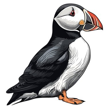 Kuzey Kutbu sularında tatlı bir dodo.