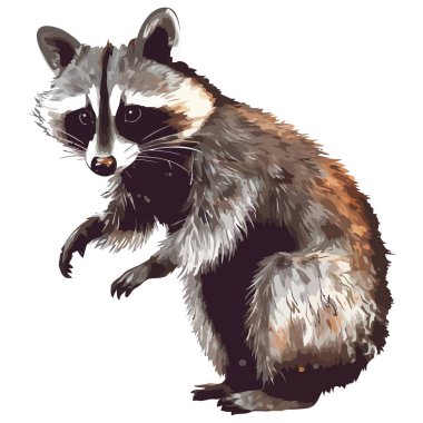 Kabarık rakun beyazın üzerinde tek başına oturuyor.