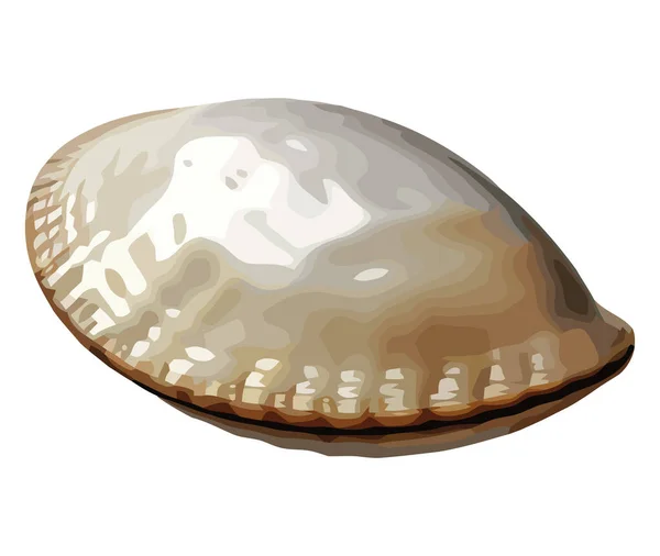白の上に白で貝殻の自然水中装飾 — ストックベクタ