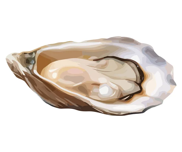白の上に新鮮な牡蠣のイラストデザイン — ストックベクタ
