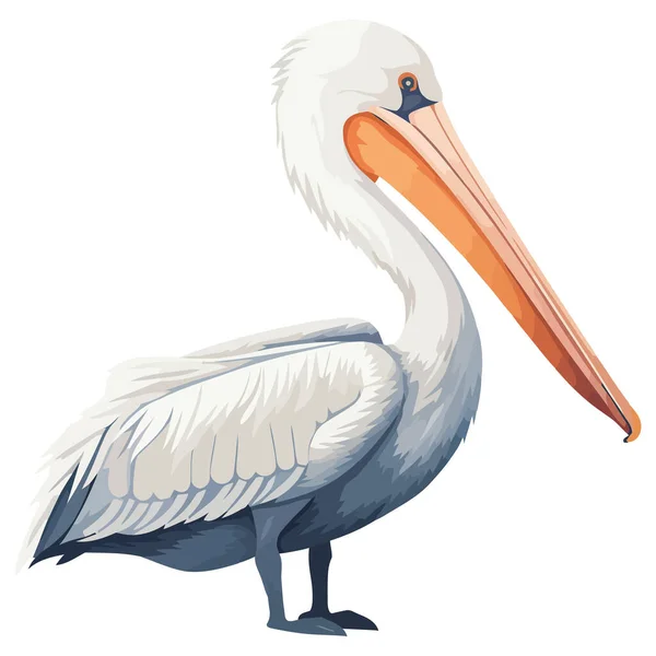 Pelican Che Sorvola Acque Tropicali Blu Isolate Sul Bianco — Vettoriale Stock