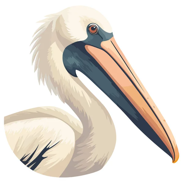 Pelikan Fliegt Über Wasserschnabel Und Federschmuck Über Weiß — Stockvektor