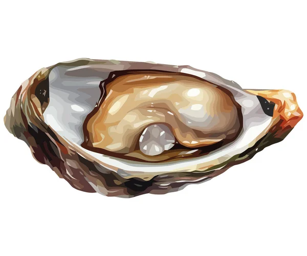 Fresh Oyster Vector Illustration White — Stock Vector