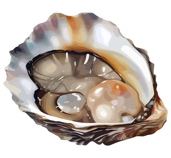 白の上に新鮮な牡蠣のデザイン — ストックベクタ