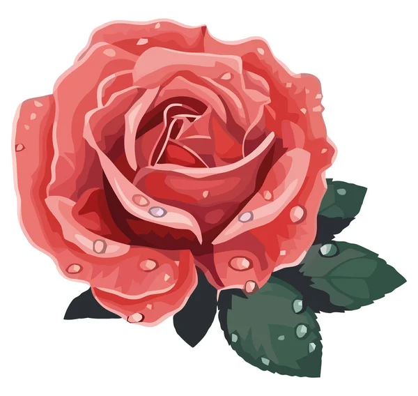Fresh Rose Blossom Bouquet Illustration White — Stock Vector