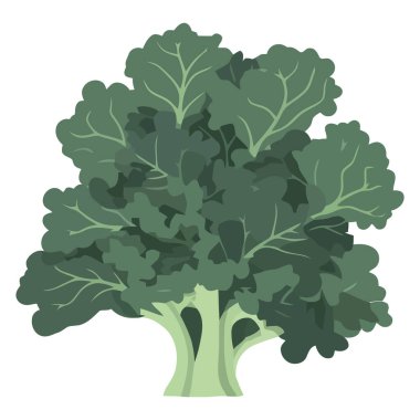 Beyaz üzerine organik lahana salatası.