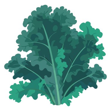 Beyaz üzerine taze organik lahana süslemesi.