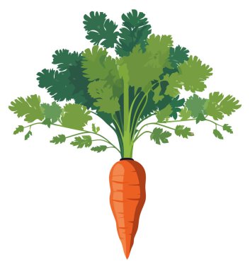 Beyaz yerine taze havuç tasarımı çizimi