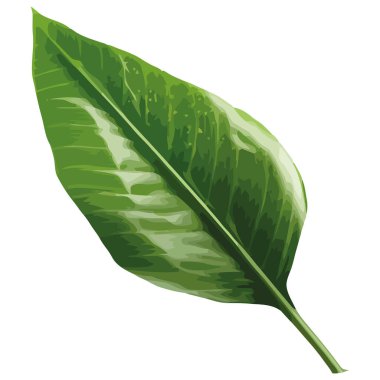 Beyaz yerine taze yeşil yaprak