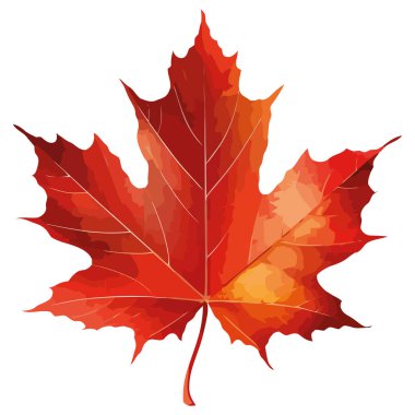 Beyaz üzerine kırmızı sonbahar akçaağaç yaprağı tasarımı