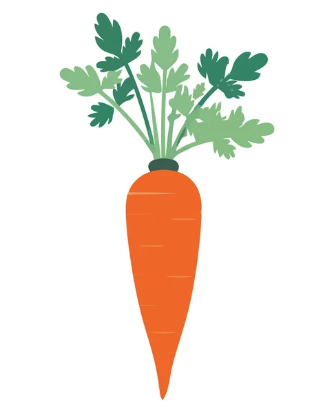 白菜上的新鲜胡萝卜病媒 — 图库矢量图片