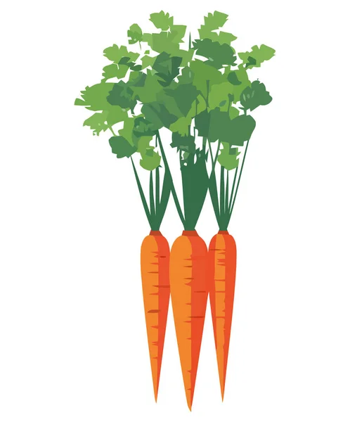 新鲜胡萝卜在白菜上的设计 — 图库矢量图片