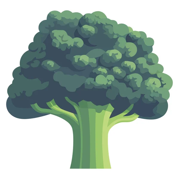 Illustration Brocoli Vert Sur Blanc — Image vectorielle