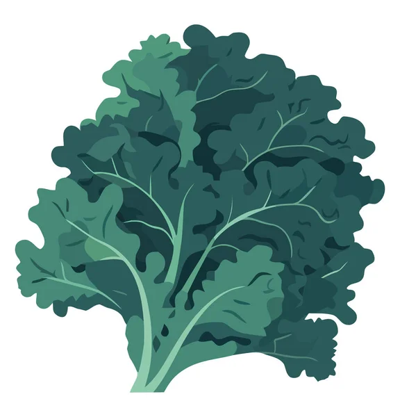 Frisk Grønnkålblad Hvitt – stockvektor