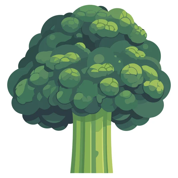 緑のブロッコリーのイラストベクトル白 — ストックベクタ
