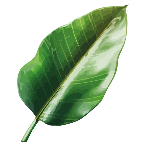Fresh Green Leaf Design White — Stock Vector