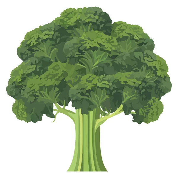 Vetor Brócolis Verde Sobre Branco — Vetor de Stock
