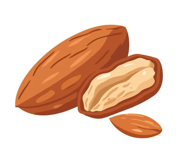 Fresh Organic Nuts White — Stock Vector